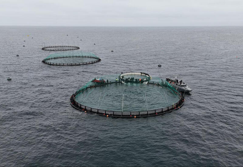В Каспийском море запущена первая морская рыбоводческая ферма