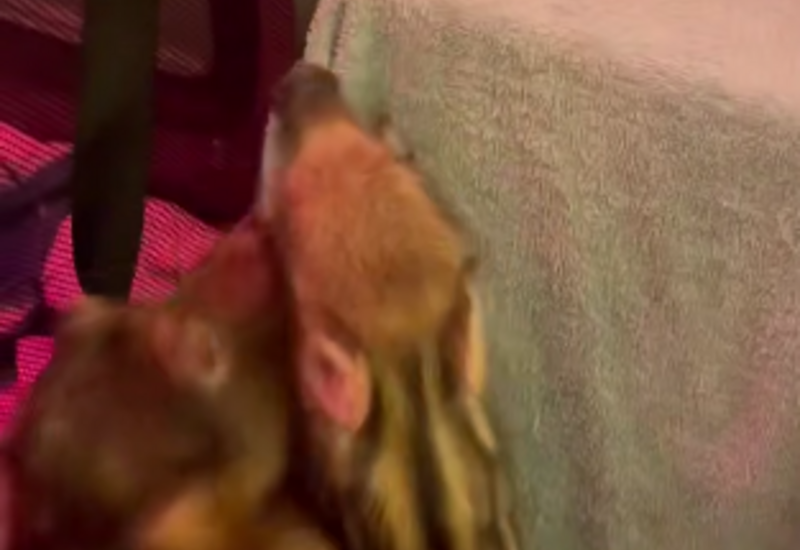 Терьер в немецком приюте стала приемной матерью диких поросят