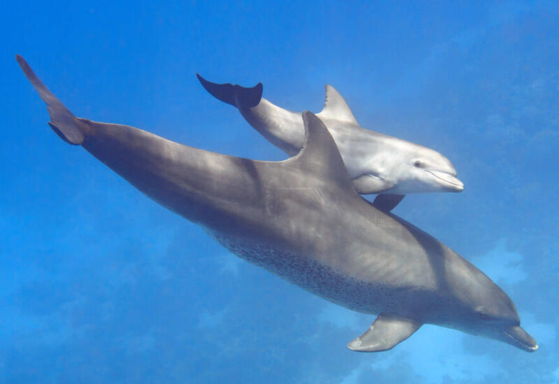 Ученые открыли удивительный симбиоз дельфинов с касатками