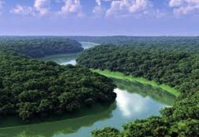 Амазонские леса переживают климатический сдвиг