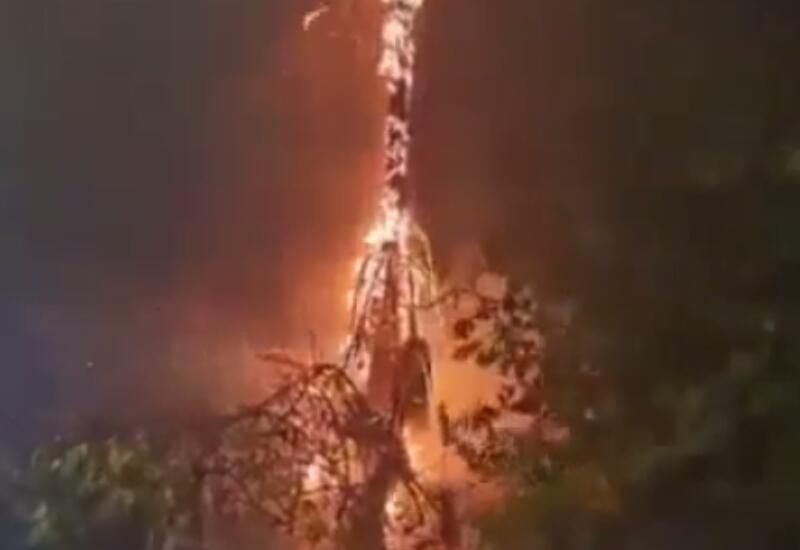 Молния испепелила дерево в Испании