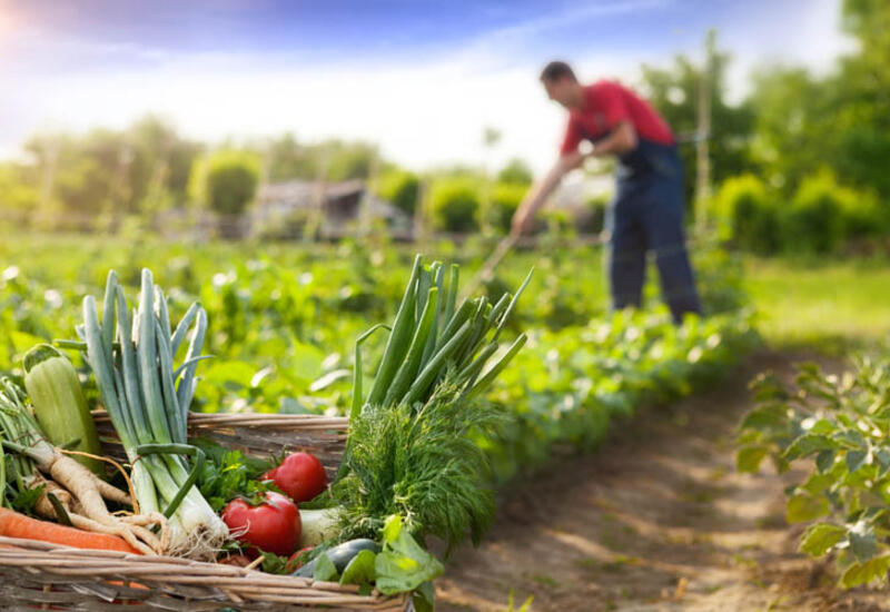 Фестивали агробизнеса в Азербайджане принесли многомиллионные доходы