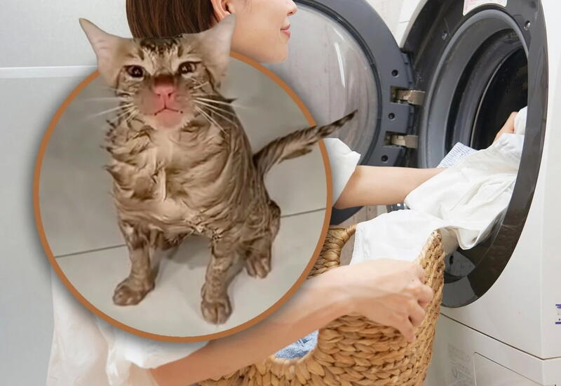 Кот выжил после стирки в стиральной машине