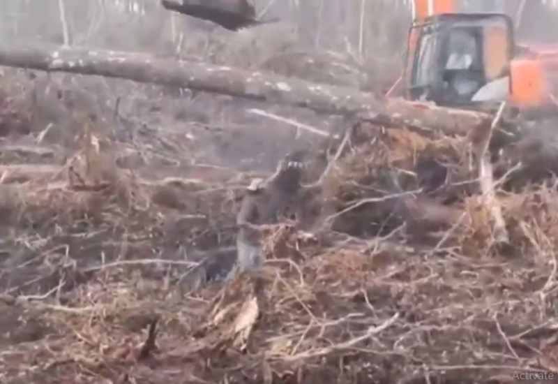 Орангутанг, пытавшийся спасти лес, снова в центре внимания