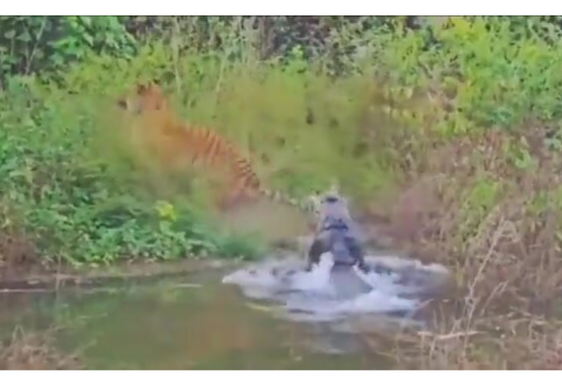 Тигр чудом избежал нападения крокодила