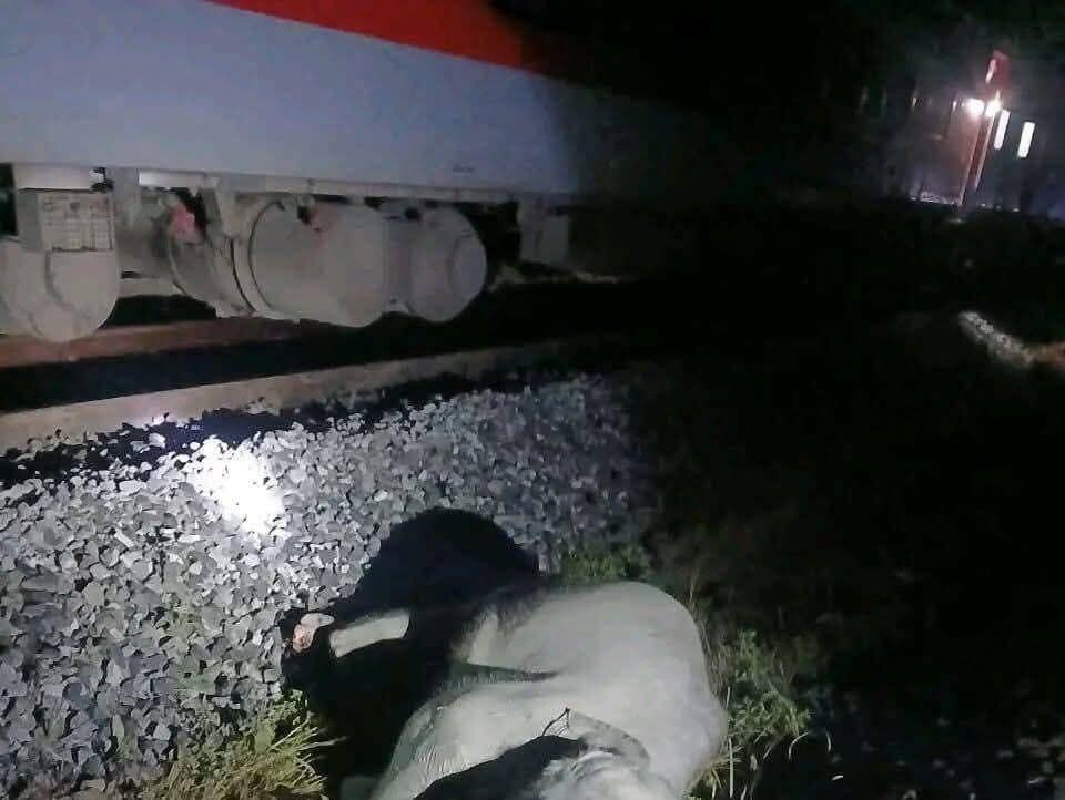 В Индии пассажирский поезд сбил стадо слонов