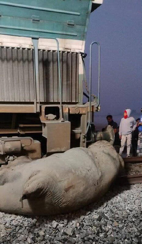 В Индии пассажирский поезд сбил стадо слонов