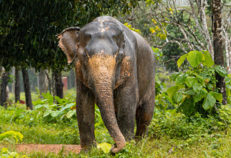 В Индии пассажирский поезд сбил стадо слонов