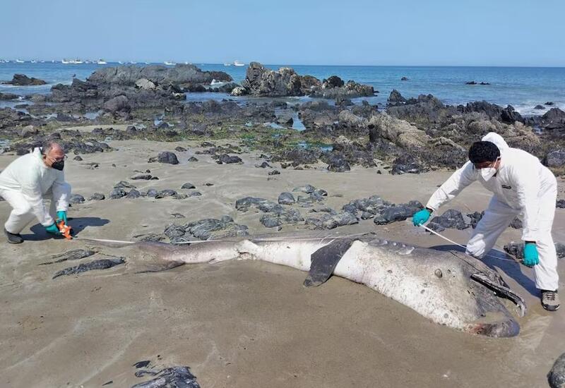 Тушу редчайшей акулы вынесло на берег