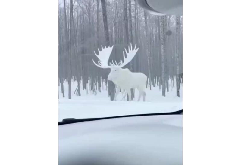 Полностью белый лось попал на видео в Канаде