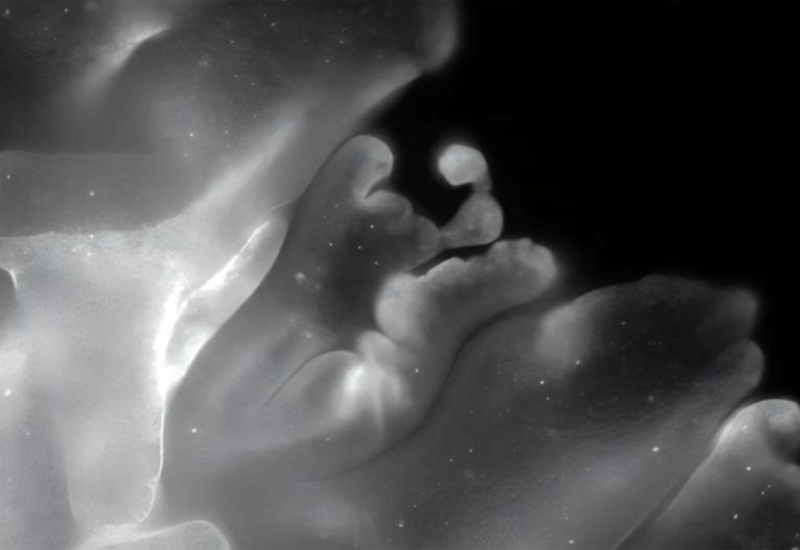 Ученые показали животное, способное складываться подобно оригами