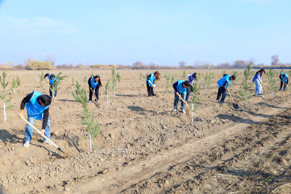 IDEA Bərdə və Beyləqanda kütləvi ağacəkmə aksiyaları təşkil edib