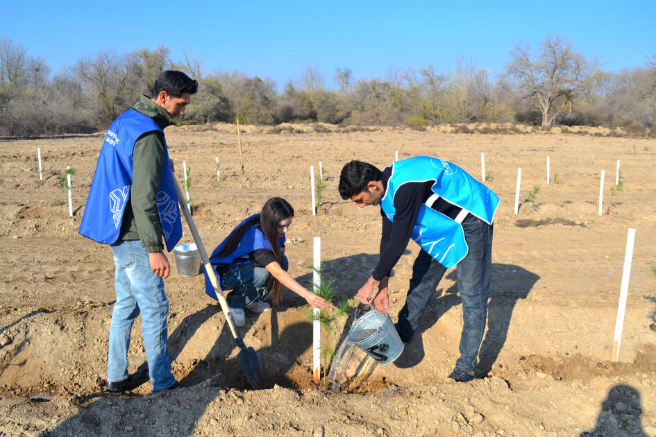 IDEA Bərdə və Beyləqanda kütləvi ağacəkmə aksiyaları təşkil edib