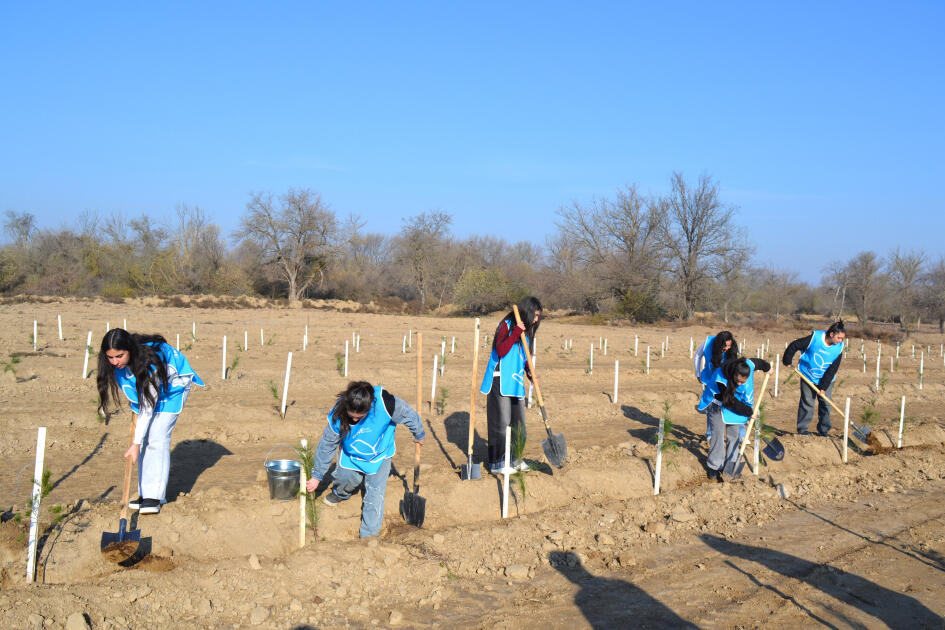 IDEA Bərdə və Beyləqanda kütləvi ağacəkmə aksiyaları təşkil edib