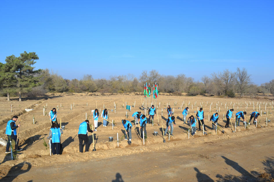 IDEA Bərdə və Beyləqanda kütləvi ağacəkmə aksiyaları təşkil edib