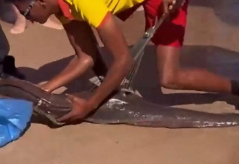 Мурена атаковала туриста в Египте