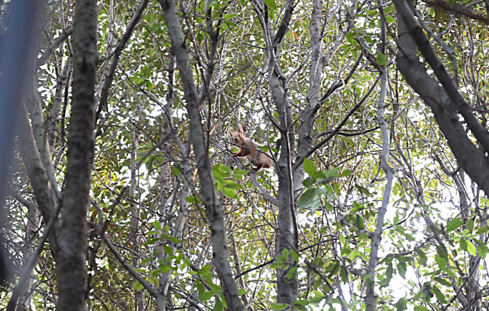 Heydər Əliyev Fondunun vitse-prezidenti Leyla Əliyeva Mərkəzi Nəbatat bağında uşaqlar üçün təşkil olunan tədbirdə iştirak edib