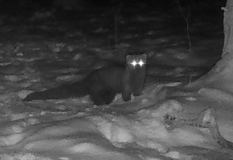 Редкое животное заметили впервые с 1800-х годов