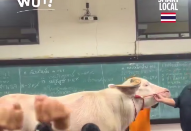 Учитель биологии в Таиланде привел на урок буйвола