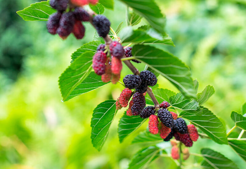 Найдено натуральное средство от воспаления печени