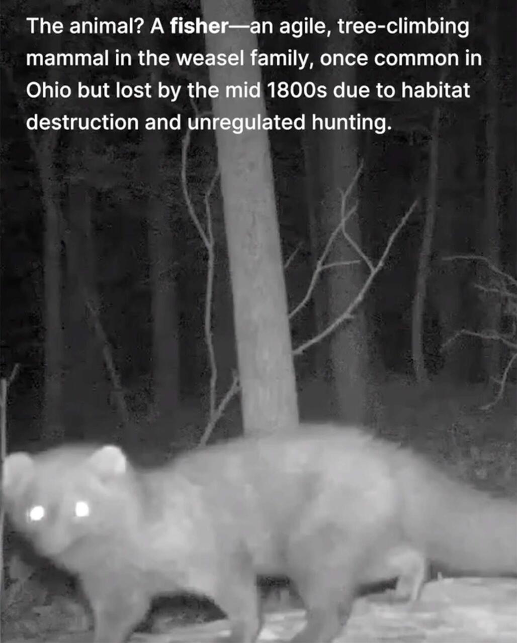 Редкое животное заметили впервые с 1800-х годов