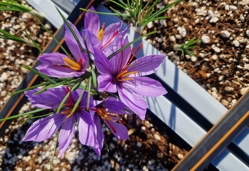 Обычная специя облегчила симптомы болезни нервной системы