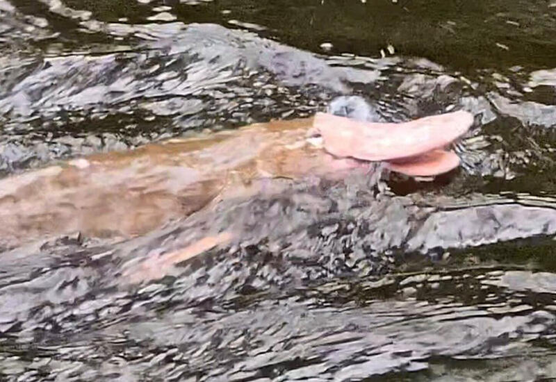 Мужчина сфотографировал редчайшего розового утконоса во время рыбалки