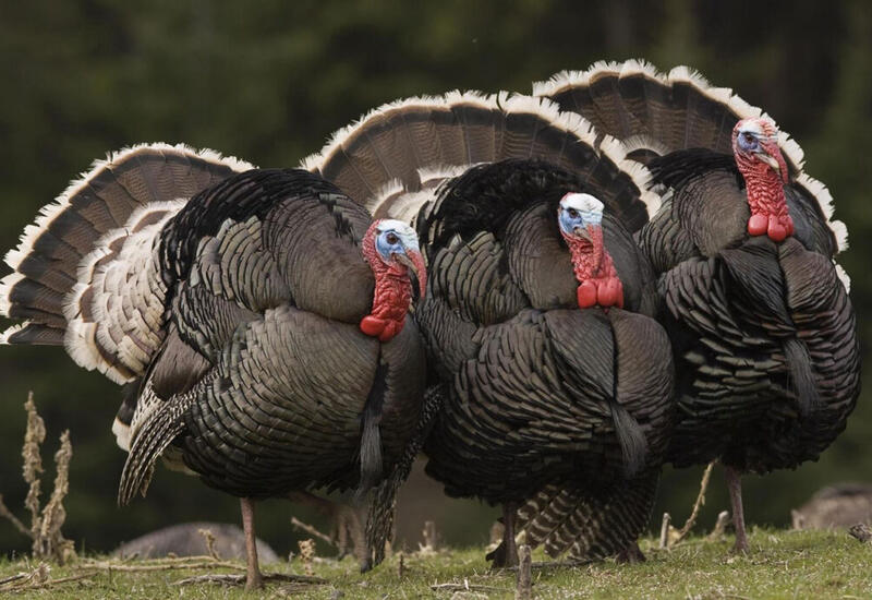 Праздничная индейка: