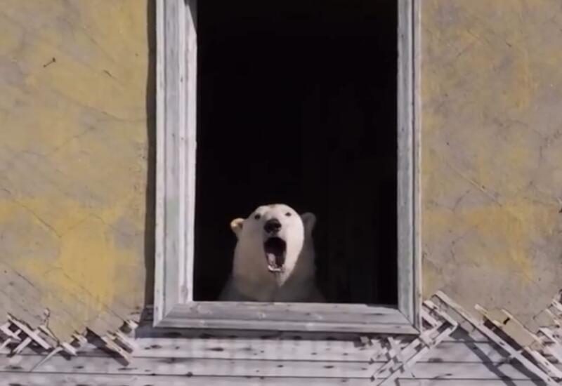 Белые медведи захватили метеостанцию