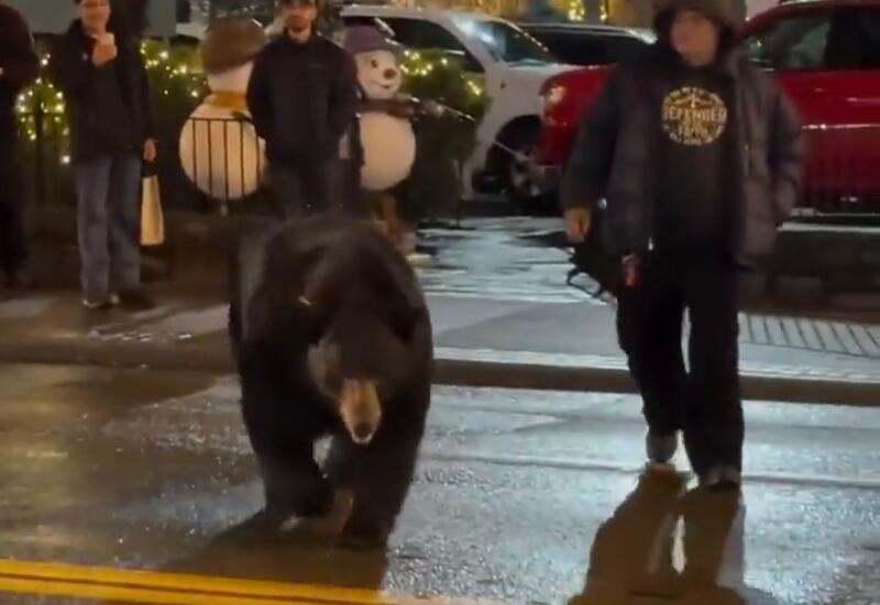 Смелый мужчина отвлек медведя от нападения на детей