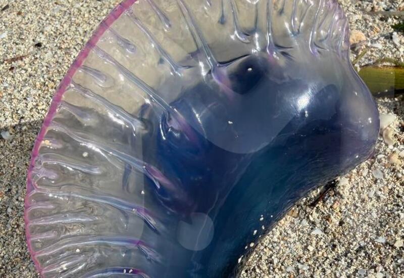 На Кубе туристы пострадали из-за ядовитых медуз