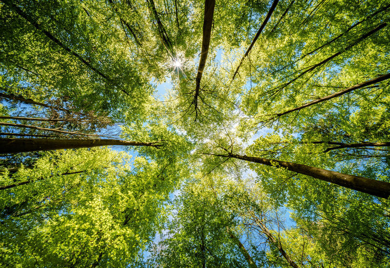 Стало известно, почему так много китайцев обнимают деревья