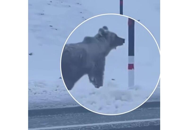 Медведь пробежал вдоль дороги в Карабахе
