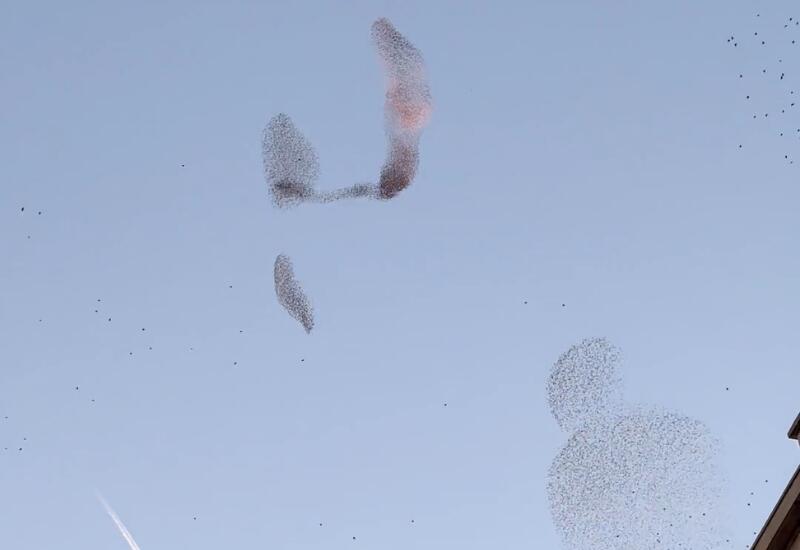 Такого синхронного полета птиц вы еще не видели