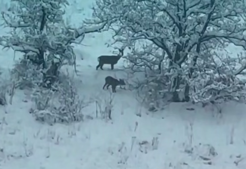 В Кяльбаджаре на камеру попали косуля и ее детеныш