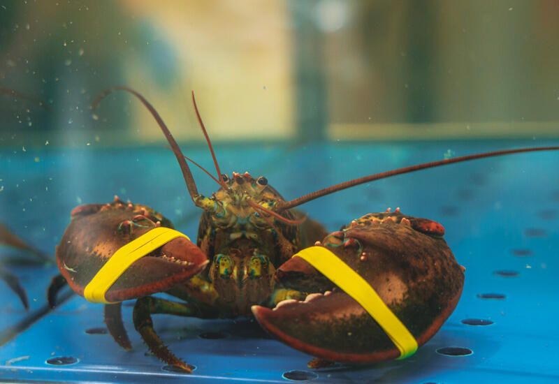 Неизвестные украли живых лобстеров на сумму $400 тысяч