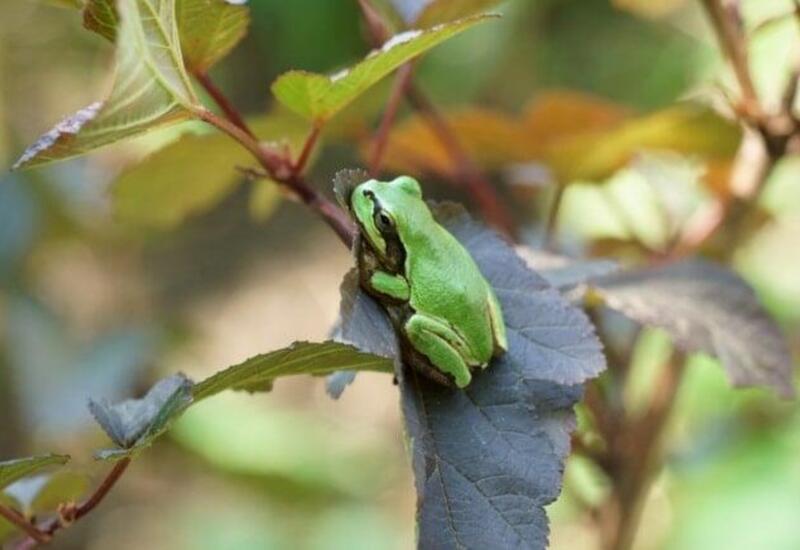 Xərçəng xəstəliyində qurbağa möcüzəsi - Şişləri yox edir