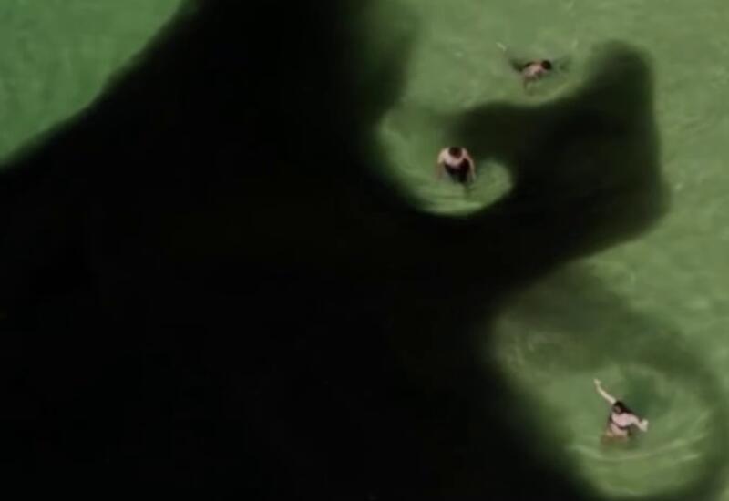 Миллионы маленьких рыбок оккупировали пляжи Рио-де-Жанейро