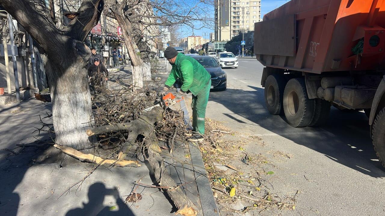 В Баку сильный ветер повалил деревья