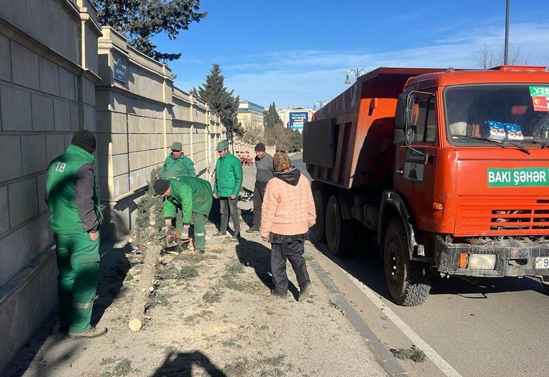 В Баку сильный ветер повалил деревья