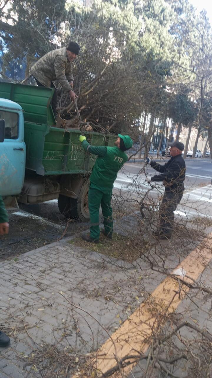 В Баку сильный ветер повалил деревья