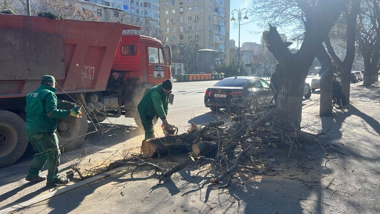 В Баку сильный ветер повалил деревья