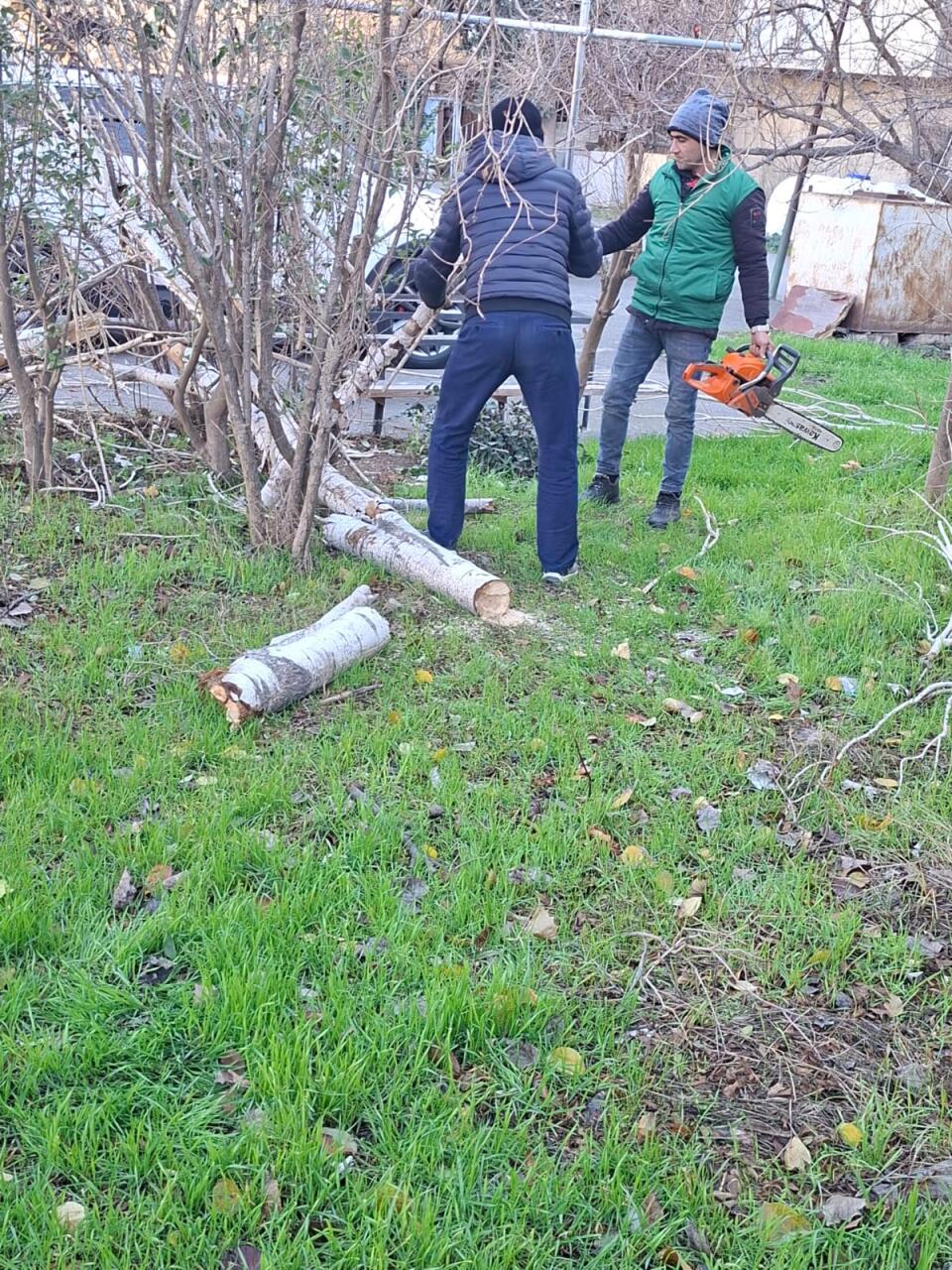 В Баку сильный ветер повалил деревья