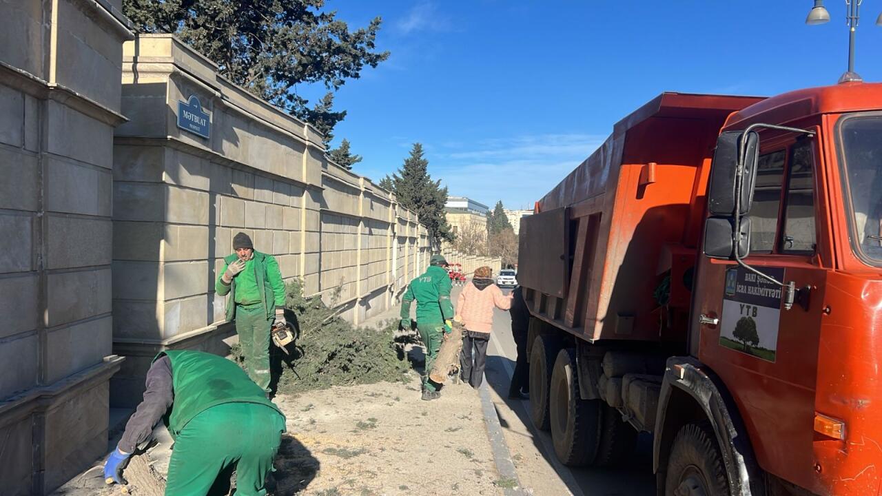 В Баку сильный ветер повалил деревья