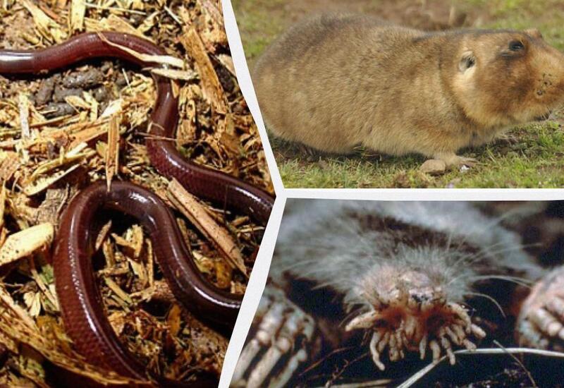 Названы 11 удивительных животных, живущих в полной темноте