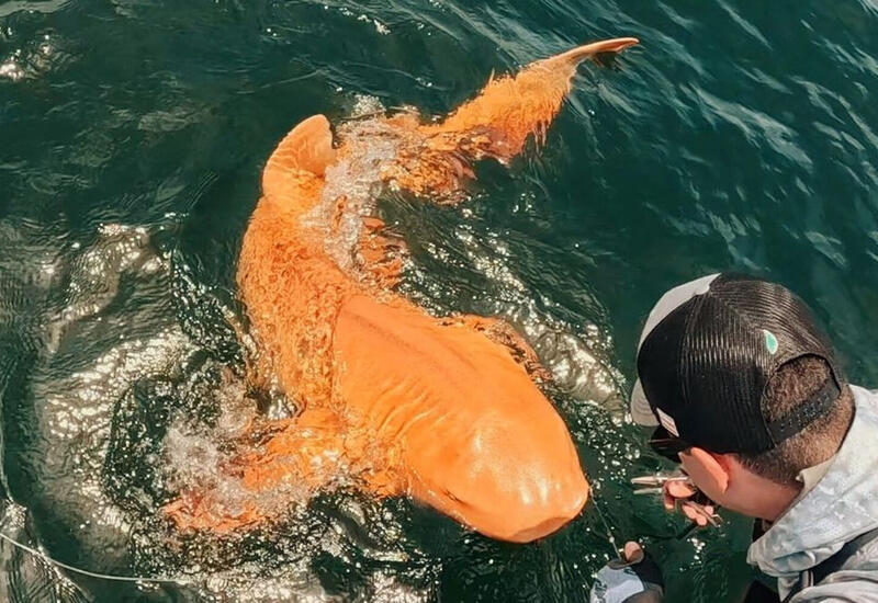 Ученые поймали редкую золотую акулу-альбиноса с белыми глазами