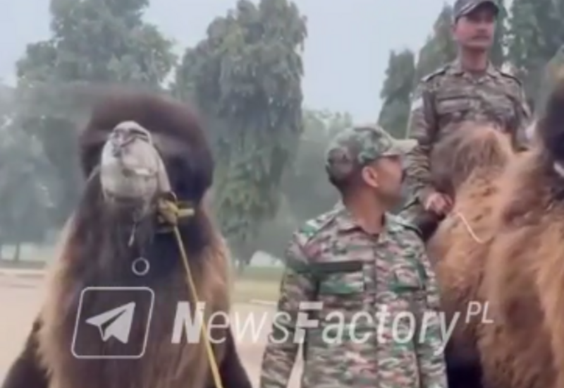 В индийской армии появились верблюды