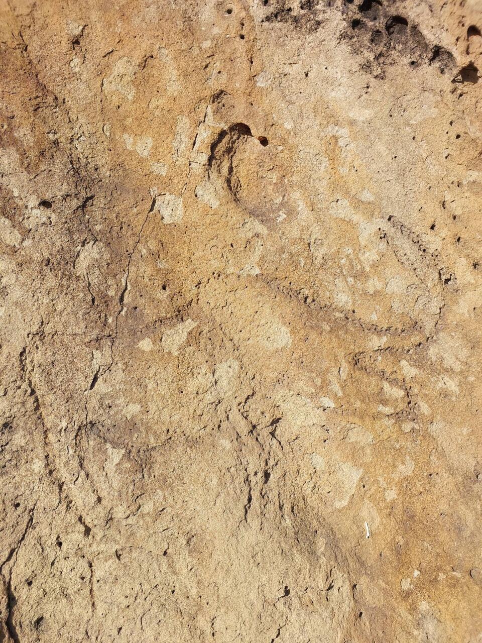 Qobustan qoruğunda yeni qayaüstü təsvir aşkar olunub