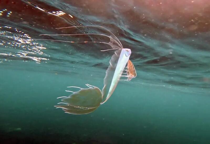 У побережья США обнаружили редкую "рыбу Судного дня"