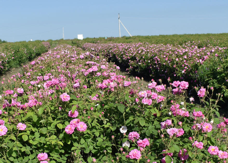 Розовое масло из Загаталы вышло на рынки Европы и арабских стран